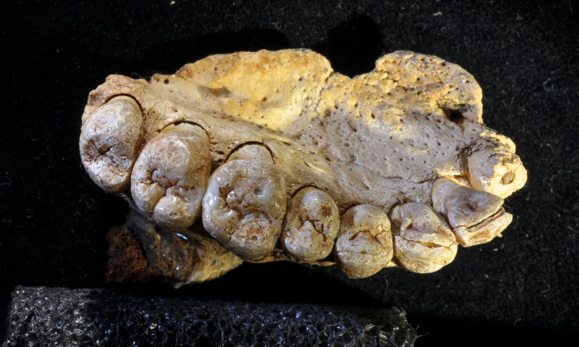 Fosil Tertua Manusia Modern Ditemukan di Israel – IndependensI