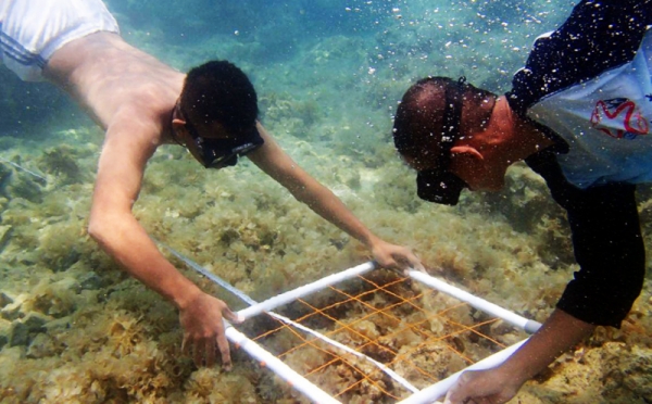 program Gerakan Cinta Laut