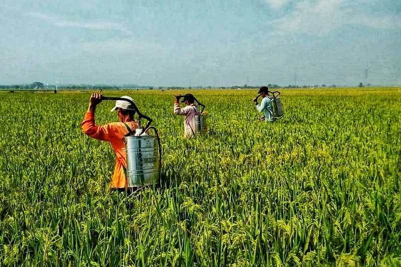 Kementan Kendalikan Organisme  Pengganggu  Tanaman  Sejak 