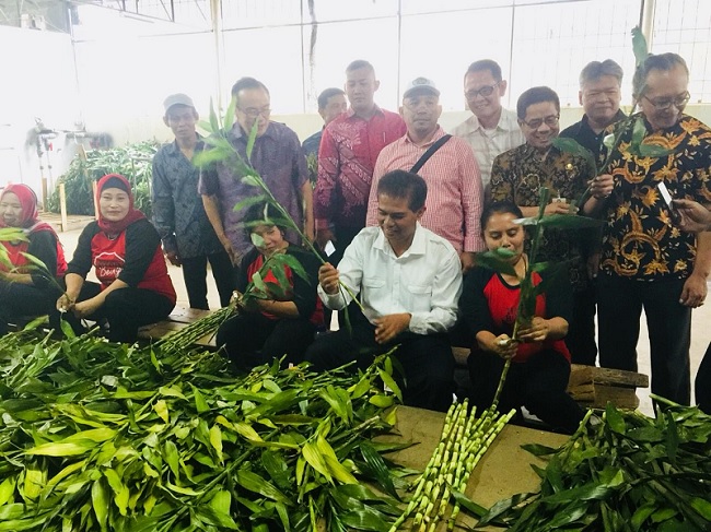 Kementan Dorong Budidaya  Tanaman Hias Bambu  Suji  dan Lidah 