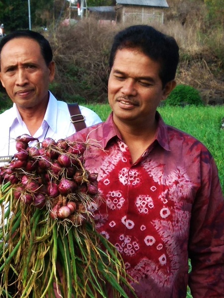 Kementan Optimis Harga Bawang Merah Kembali Normal 