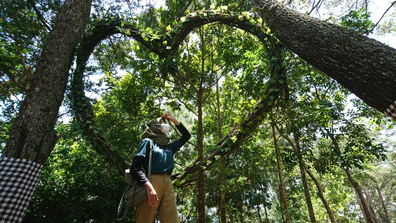 Keren, Kudus Kini Punya Wisata Hutan Pinus – IndependensI