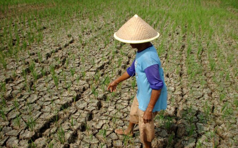 Akibatkan Kerugian Food Estate Hingga Rp6 Triliun, NCW Harap Prabowo Mundur Capres 2024