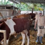 Cegah PMK Hewan, Vaksinasi di Bekasi Ditingkatkan
