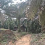 Perkebunan Sawit Gantikan Ribuan Hektar Hutan Desa