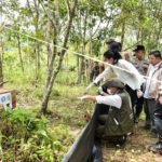 Langka dan Misterius, Sepasang Kucing Emas Dilepasliarkan di Taman Nasional Gunung Leuser