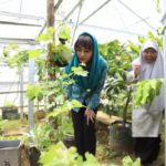 Mengintip Gagasan Kemandirian Pangan Novita Hardini, Setiap Rumah Didorong Jadi Lumbung Hidup