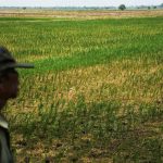 Tanggal Saluran Irigasi Jebol, Sekitar 700 Hektare Sawah Kekeringan di Bekasi